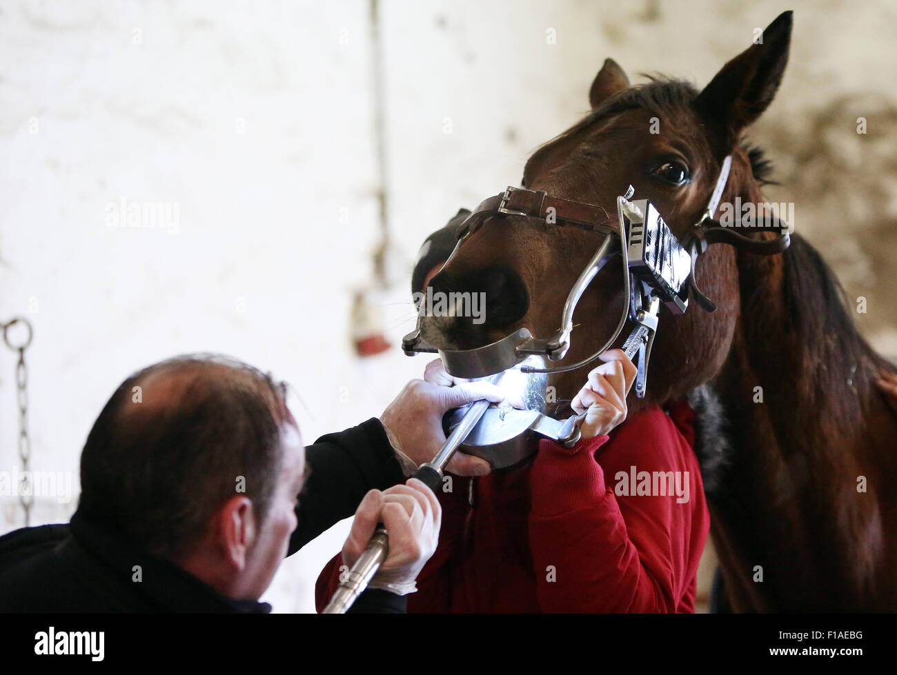 Koenigs Wusterhausen, Germany, Horse is treated to the teeth Stock Photo