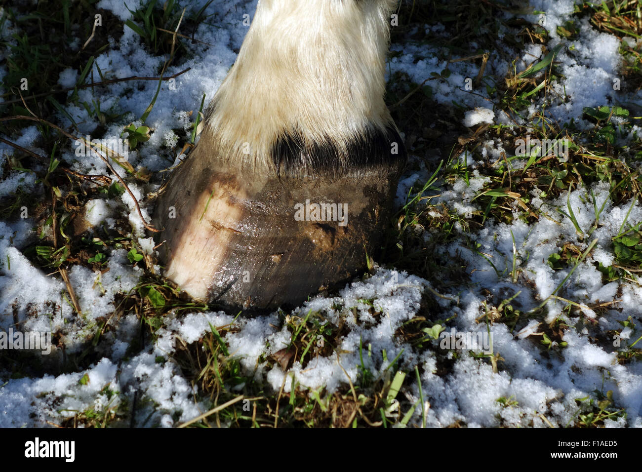 Hoof grooves hires stock photography and images Alamy