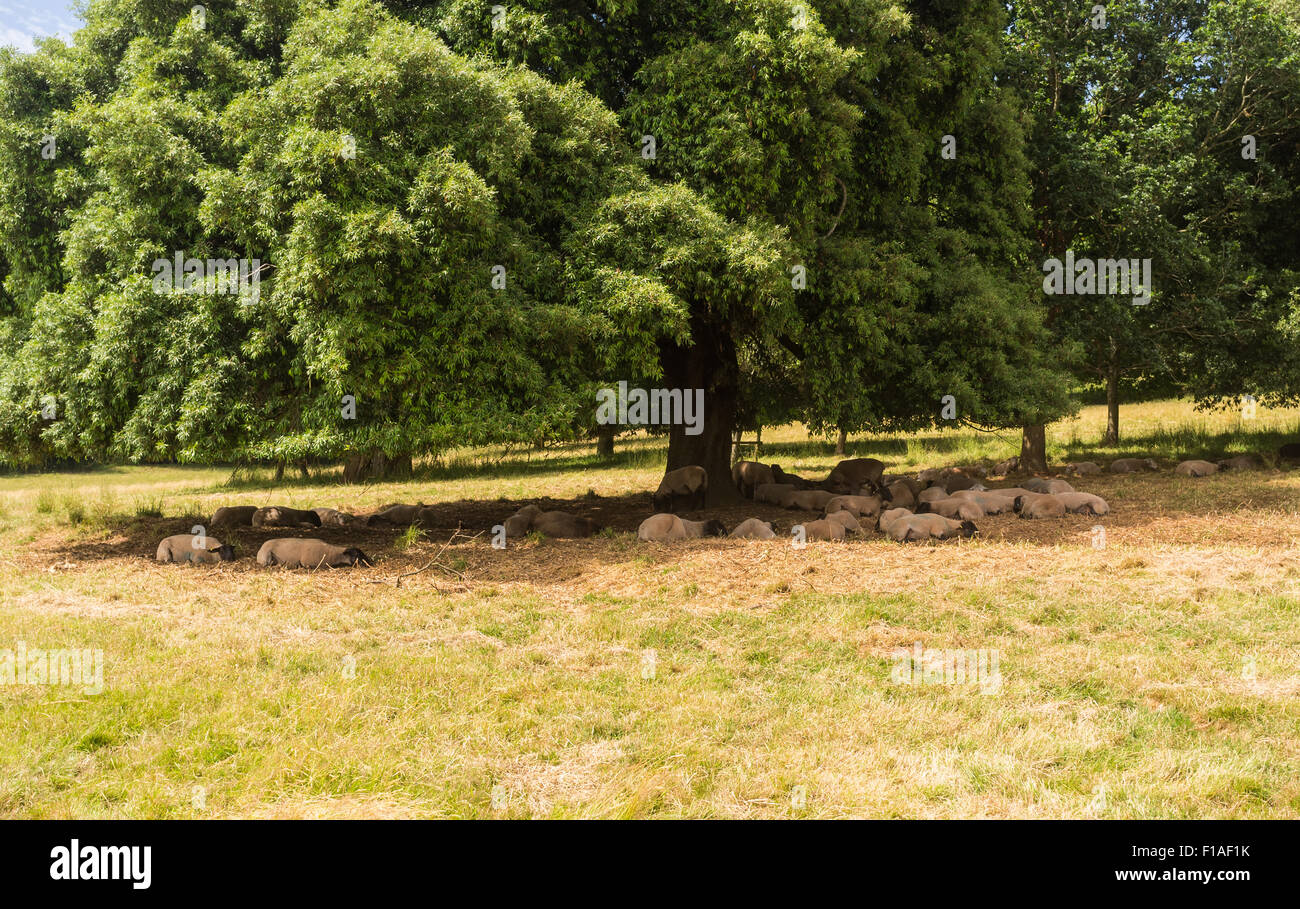 Sheep at Killerton, Devon, under a tree getting shade from the heat of an English summer. Stock Photo