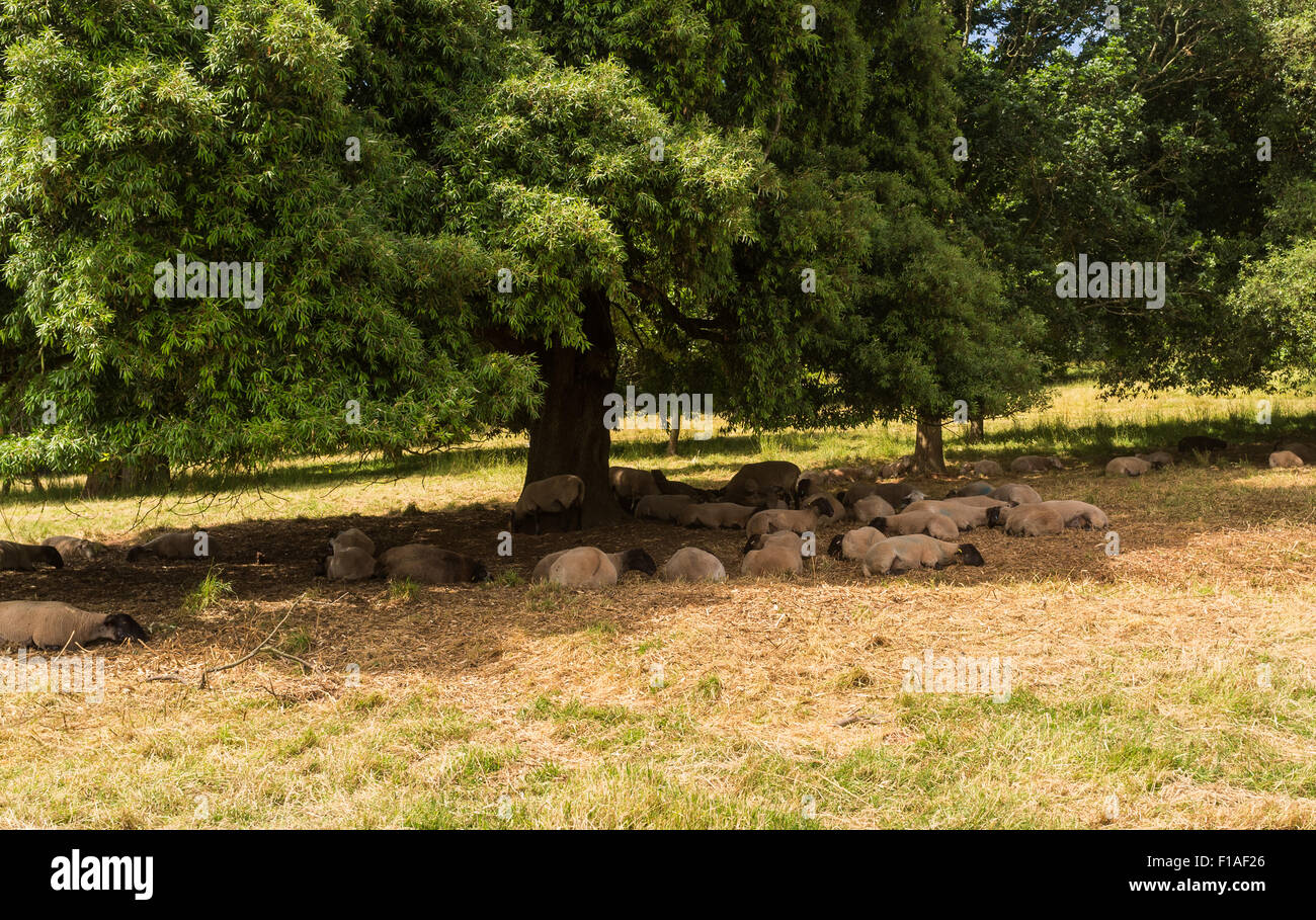 Sheep at Killerton, Devon, under a tree getting shade from the heat of an English summer. Stock Photo