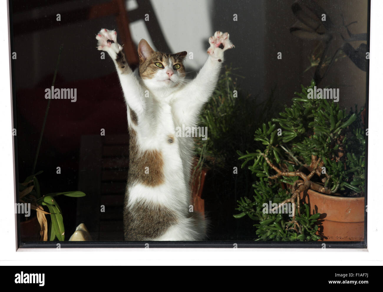 Berlin, Germany, cat like a predator stretches Stock Photo