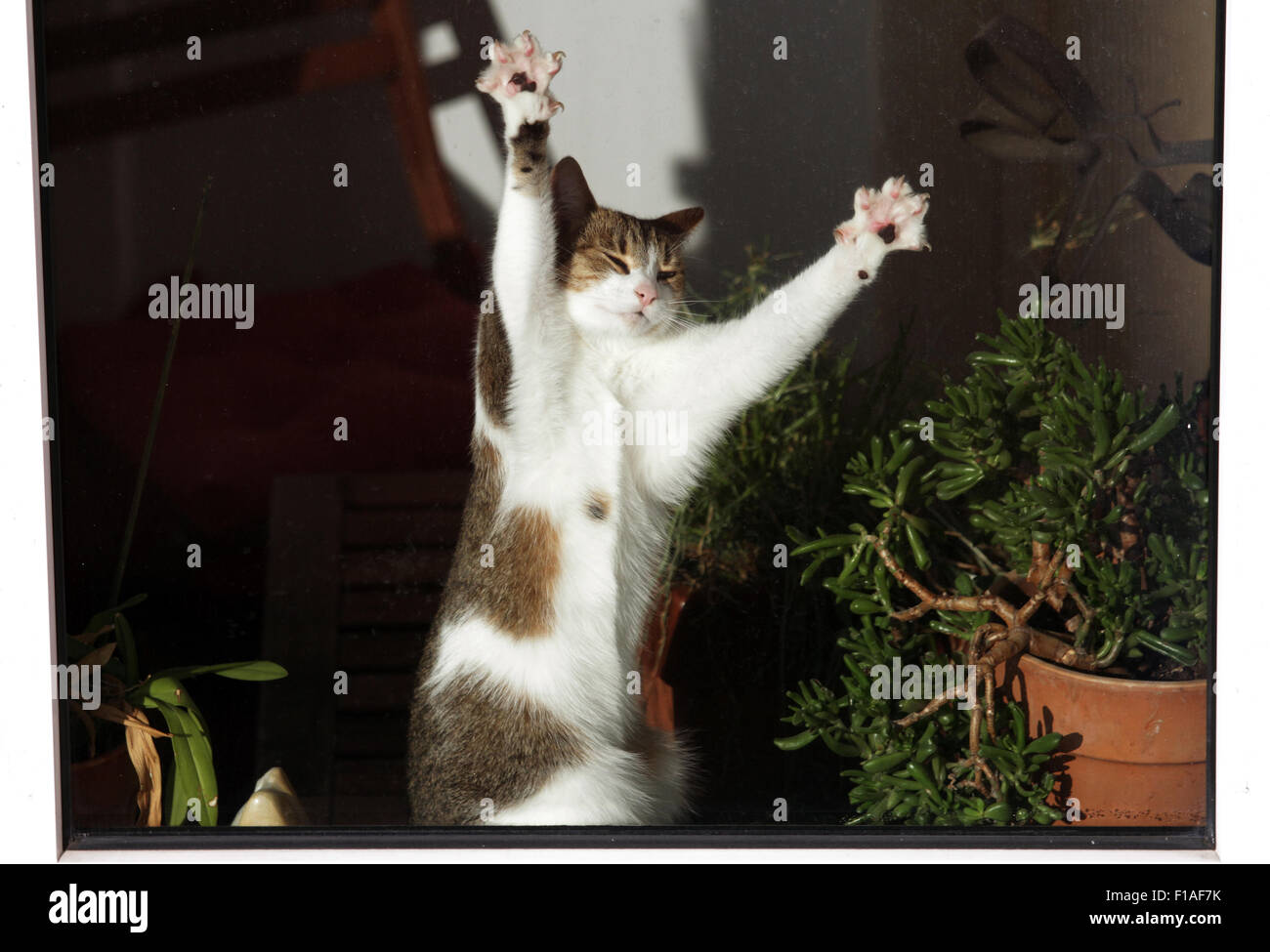 Berlin, Germany, cat like a predator stretches Stock Photo