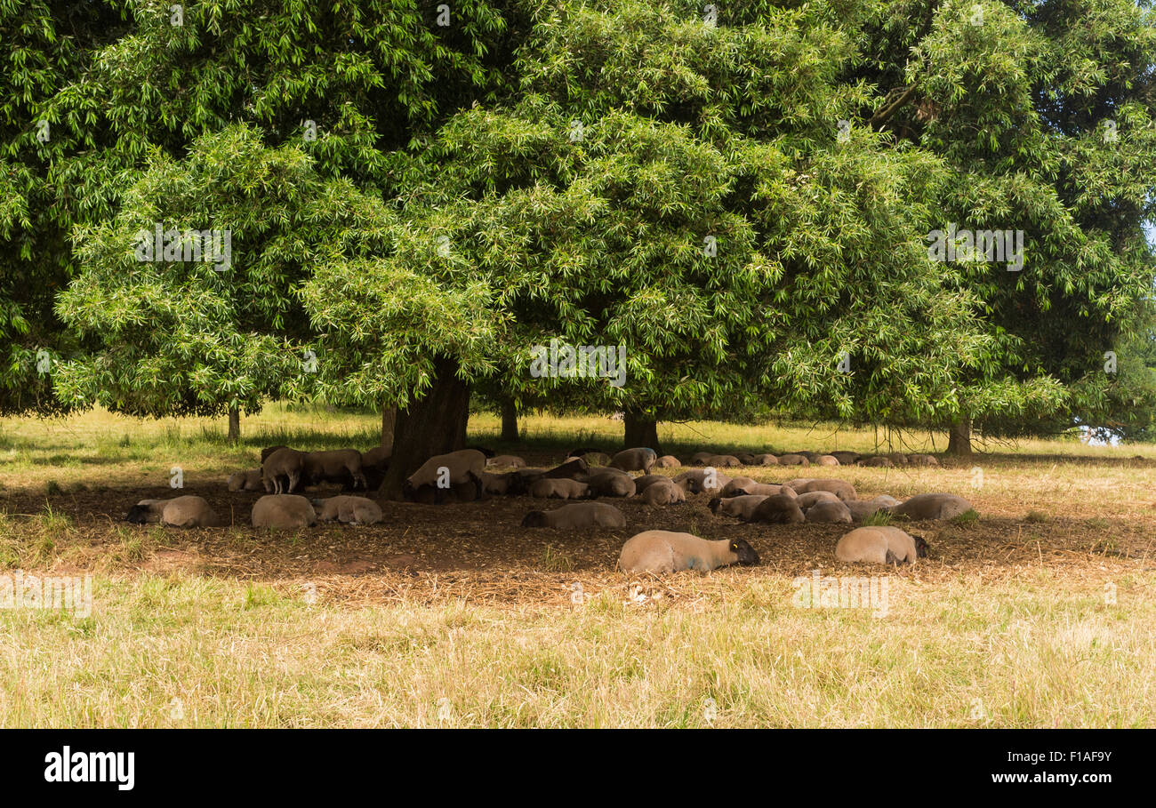 Sheep at Killerton, Devon, under a tree getting shade from the heat of an English summer. Stock Photo