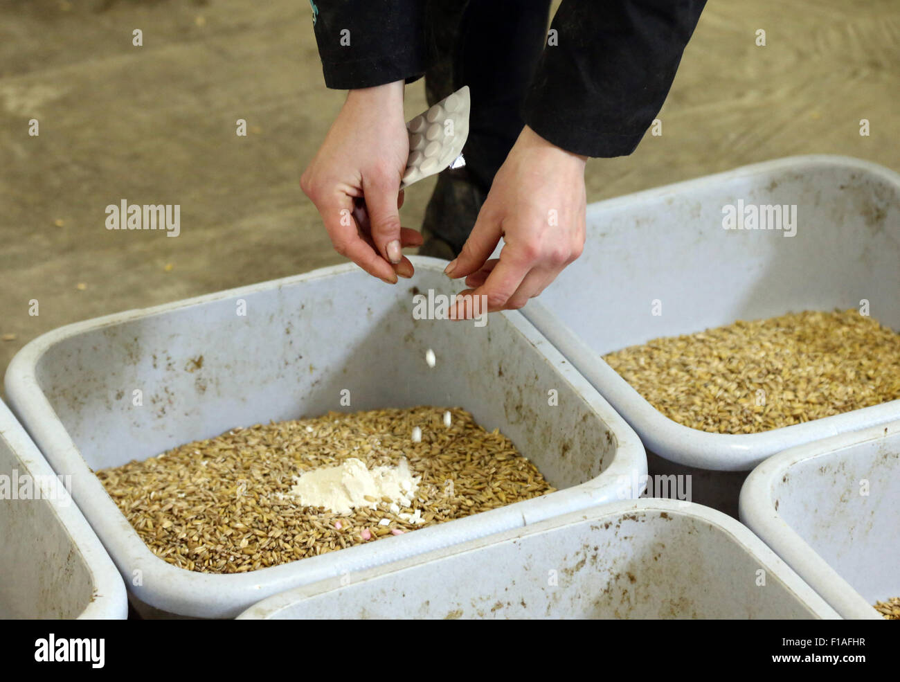 Schünow, Germany, homeopathic tablets are thrown into a food bowl with oats Stock Photo