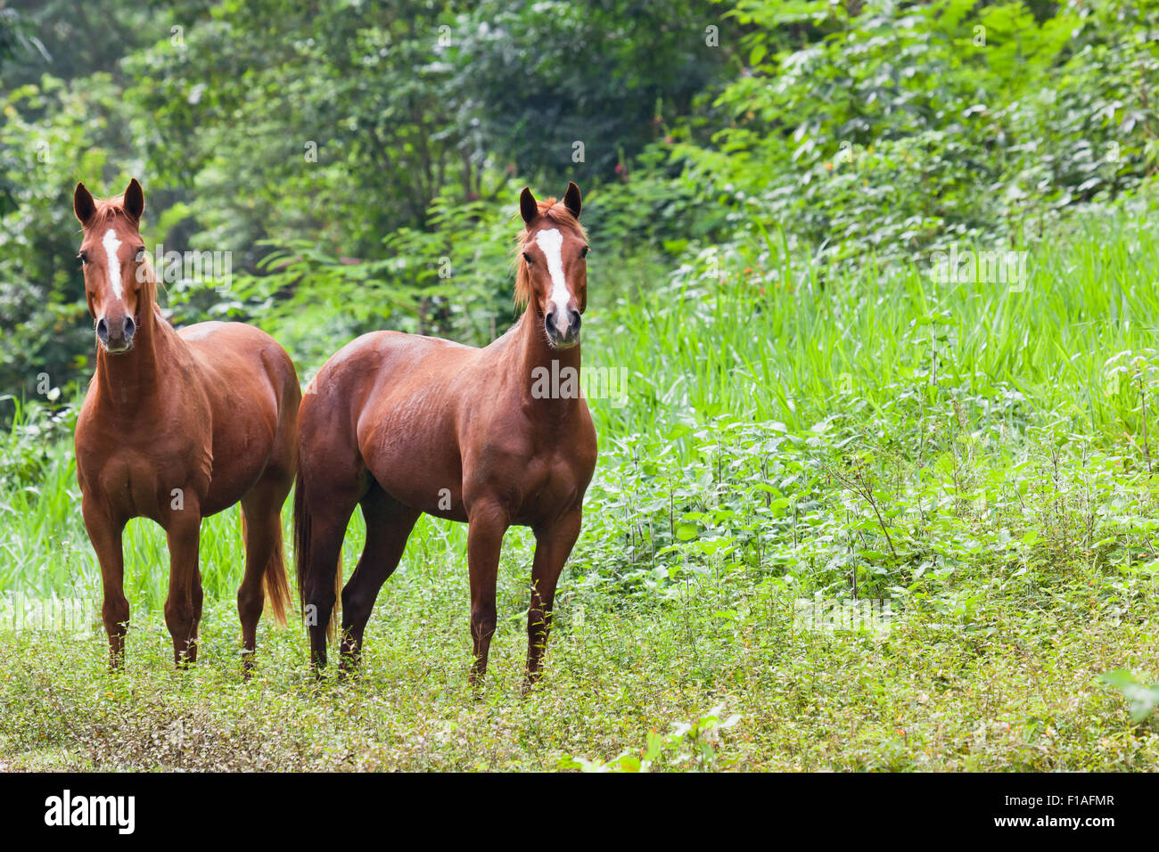 White Horse In Jungle High Resolution Stock Photography And Images Alamy