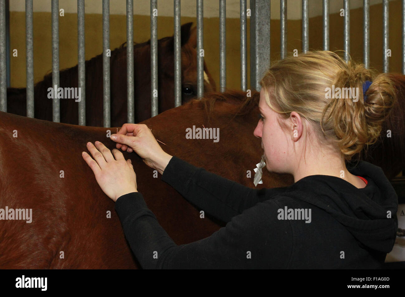 Neuenhagen, Germany, acupuncturist treats a horse Stock Photo Alamy