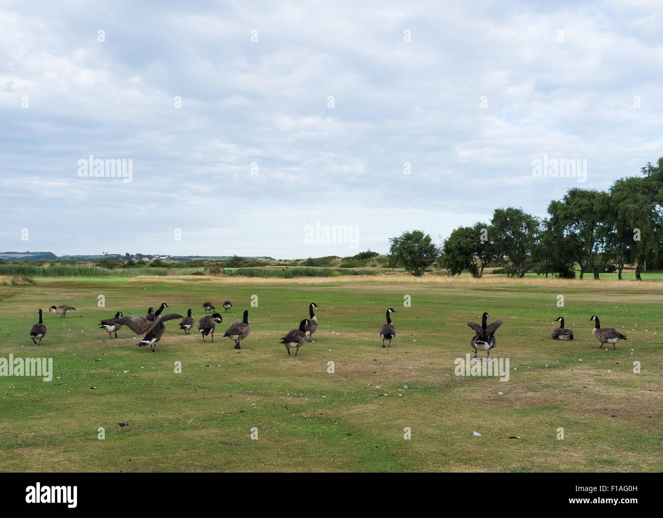 Canada Geese wandering over Dawlish Warren golf course. Stock Photo