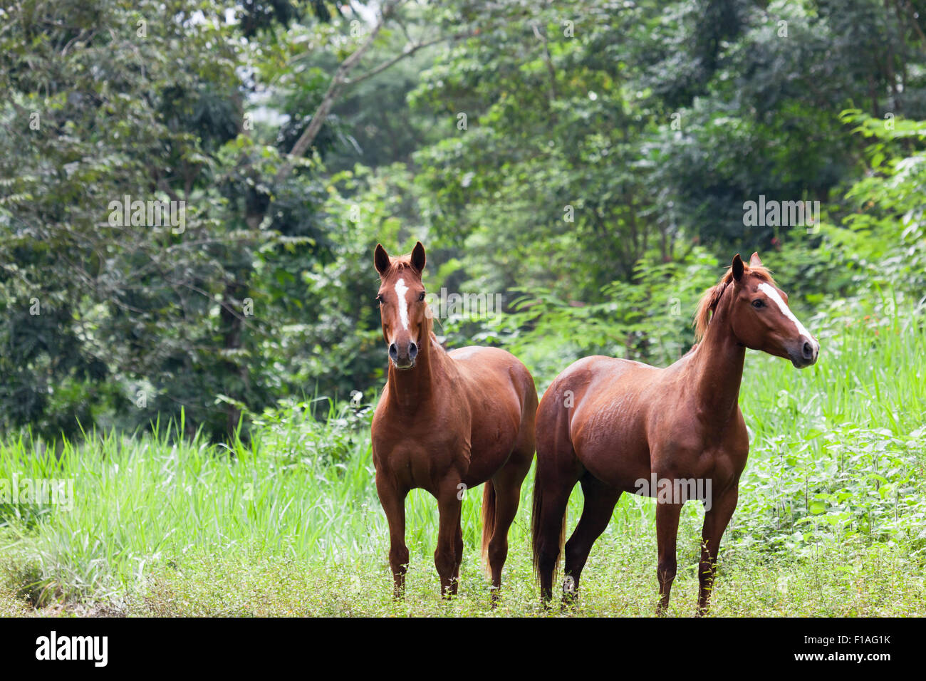 Two brown horses standing in a jungle field in the Cayo District of Belize. Stock Photo
