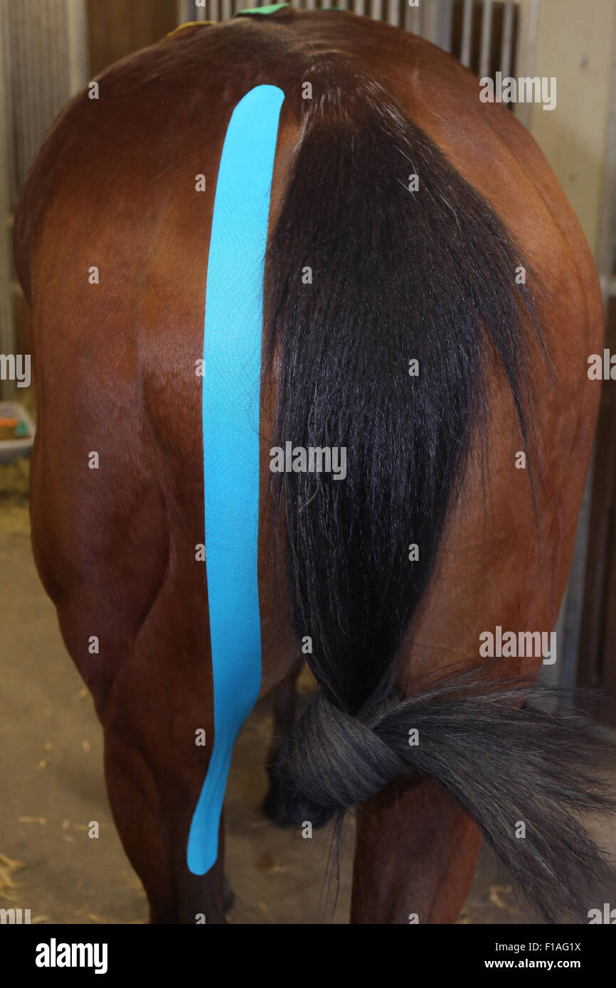 Neuenhagen, Germany, Kinesio Tape on the hindquarters of a horse Stock