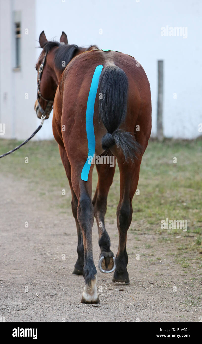 Neuenhagen, Germany, Kinesio Tape on the hindquarters of a horse Stock