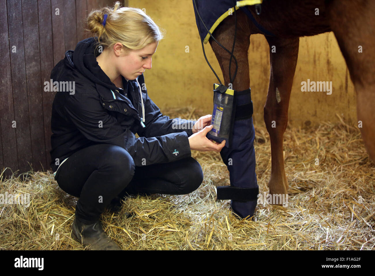 Neuenhagen, Germany, horse physiotherapist at work Stock Photo