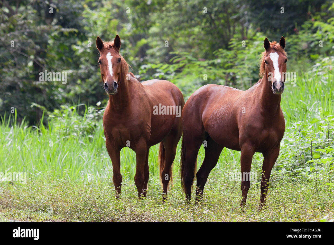 Two beautiful brown horses with white stripes on their faces stand in a jungle field in Belize. Stock Photo