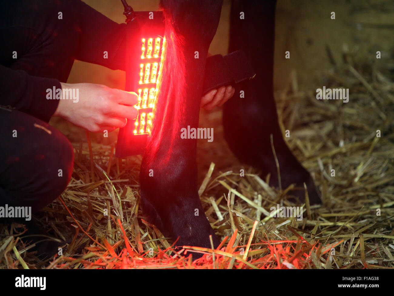 Neuenhagen, Germany, magnetic light-Therapiegeraet is applied to the leg of a horse Stock Photo