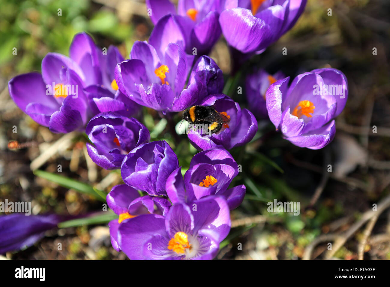 Berlin, Germany, bumblebee collects nectar from a Krokusbluete Stock Photo