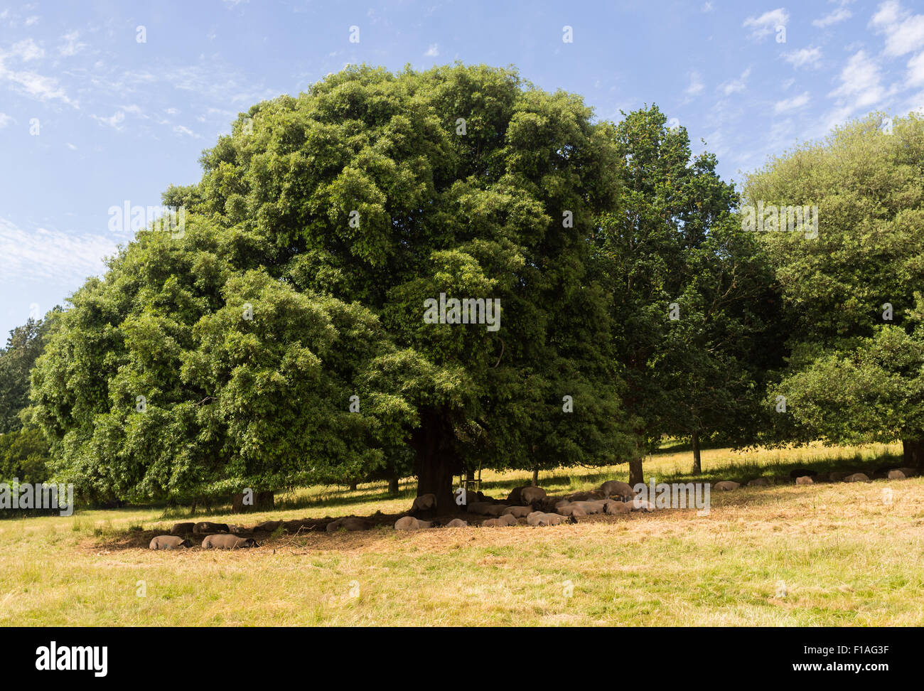 Sheep at Killerton, Devon, under a tree getting shade from the heat of an English summer. Stock Photo