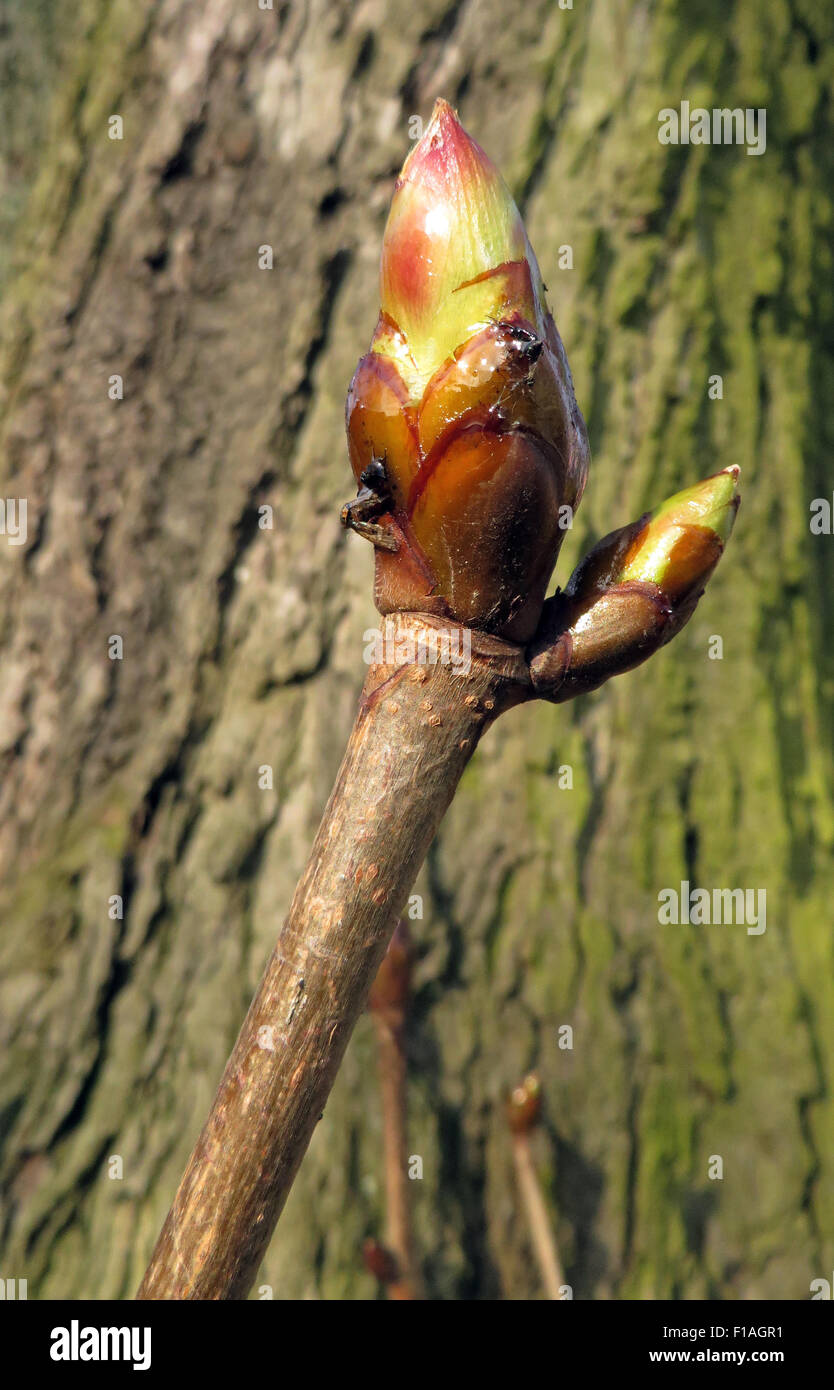 Berlin, Germany, leaf bud of horse chestnut Stock Photo Alamy