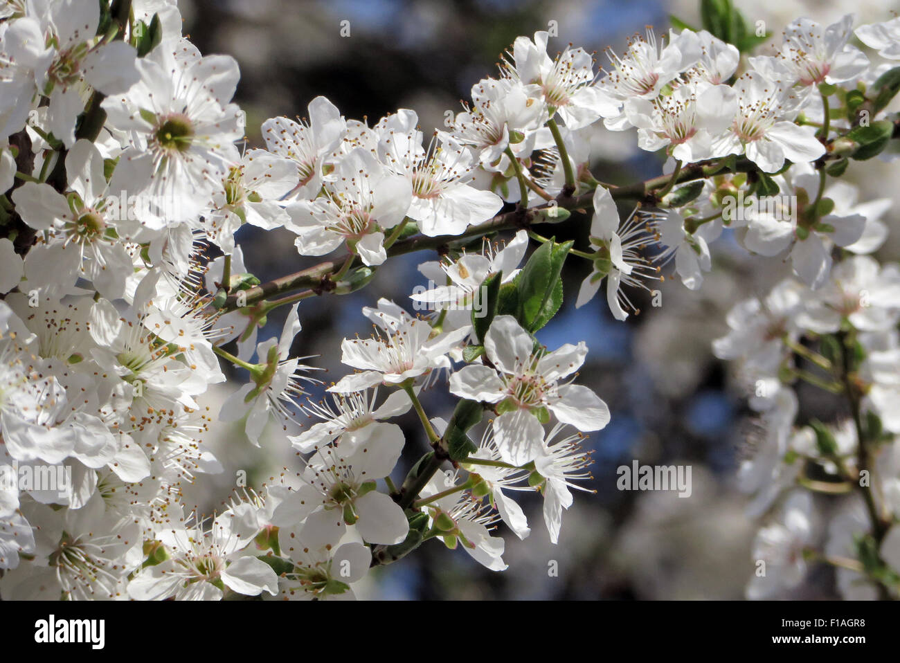 Berlin, Germany, Kirschblueten Stock Photo Alamy