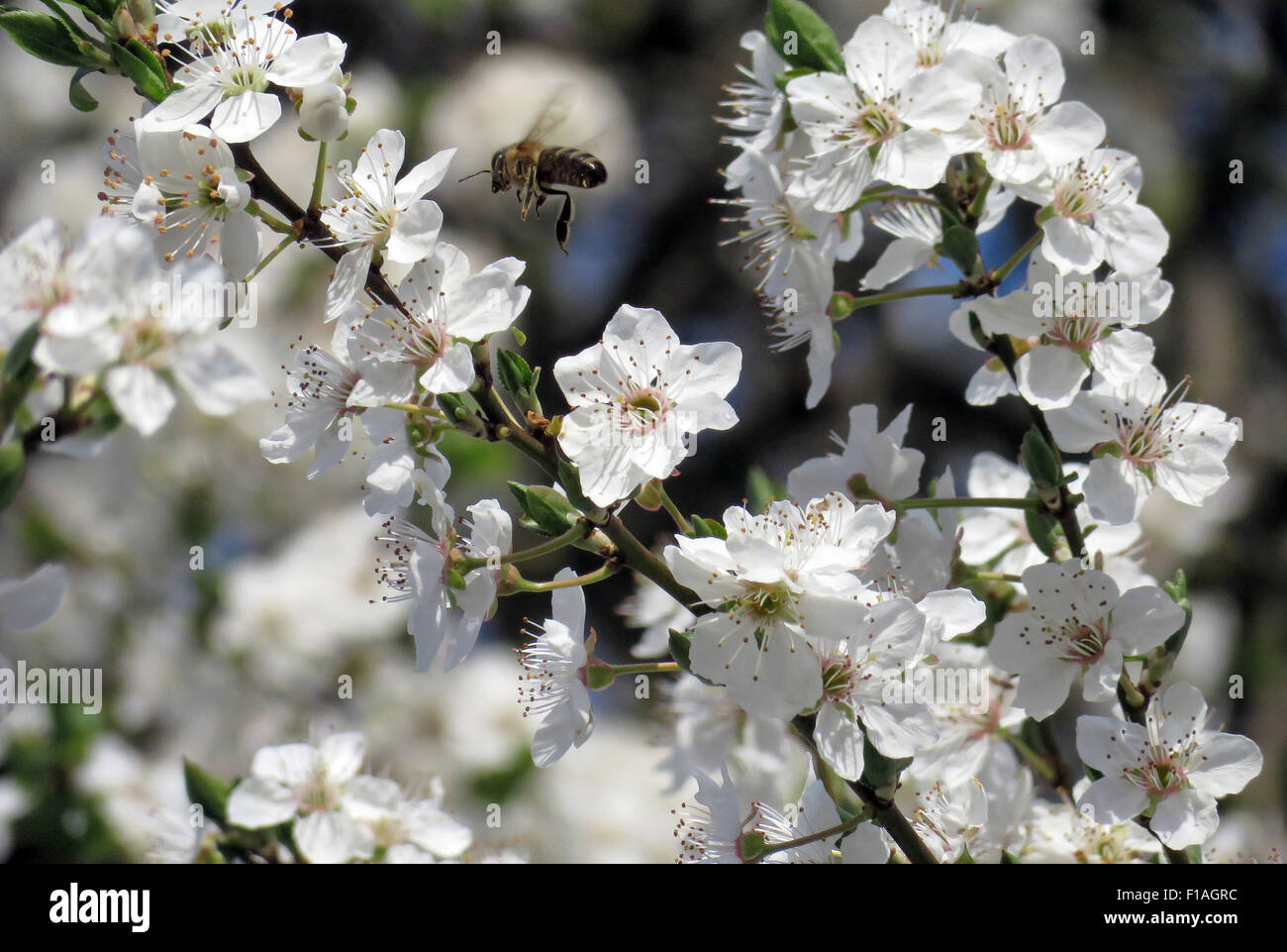Berlin, Germany, Bee and cherry blossoms Stock Photo