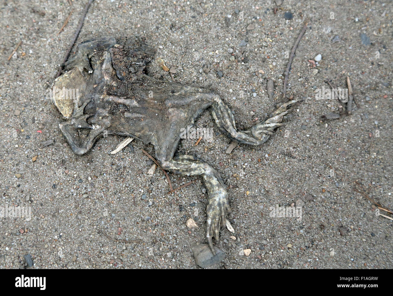 Frog Dead Body Stock Photos - 590 Images