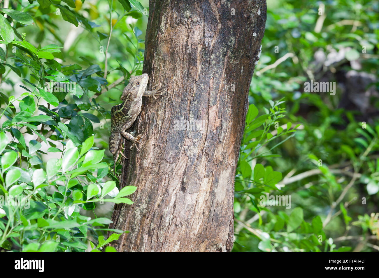 A small brown and green patterned lizard climbing up a tree in search ...