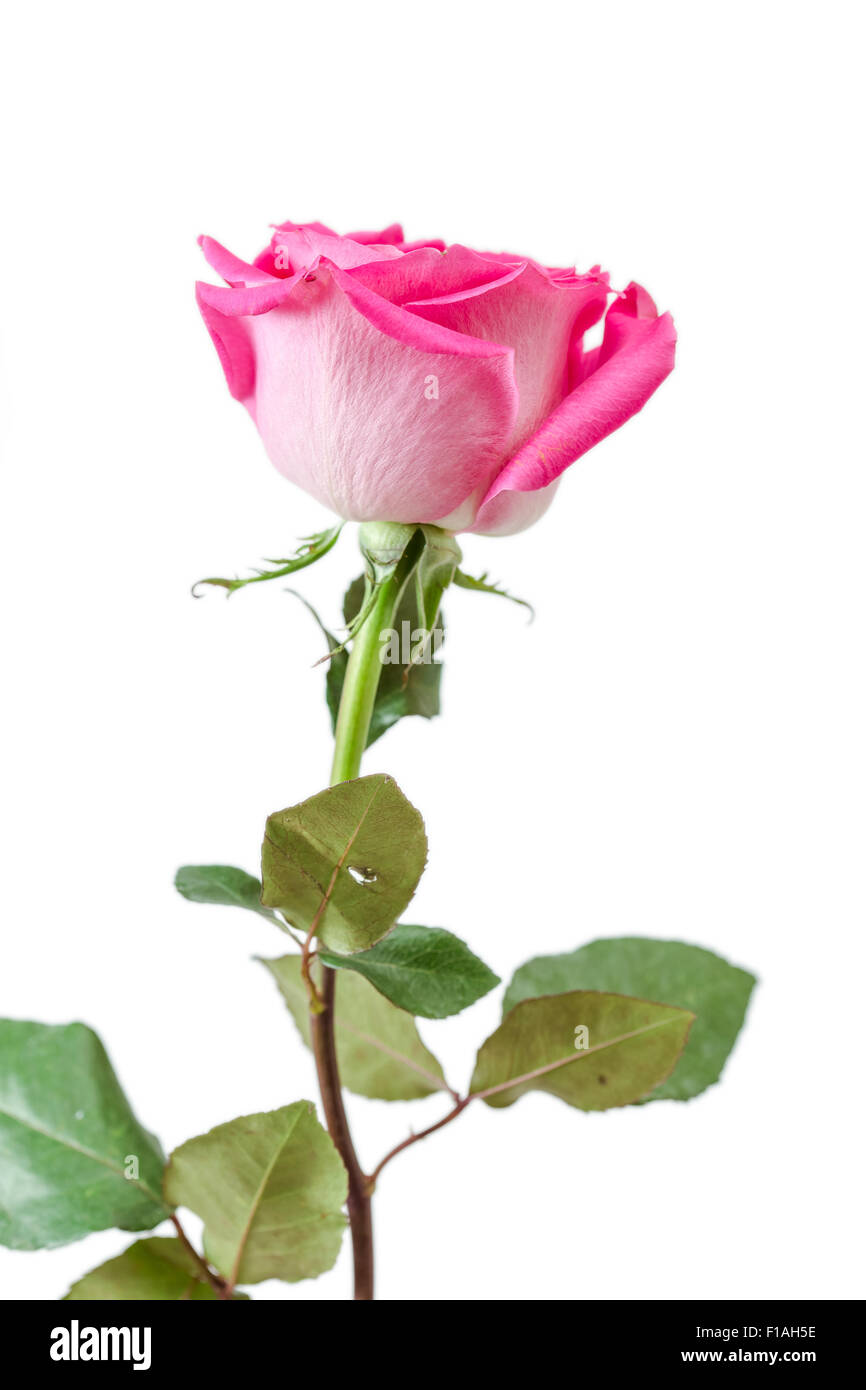 Beautiful Pink Rose isolated on white background Stock Photo - Alamy