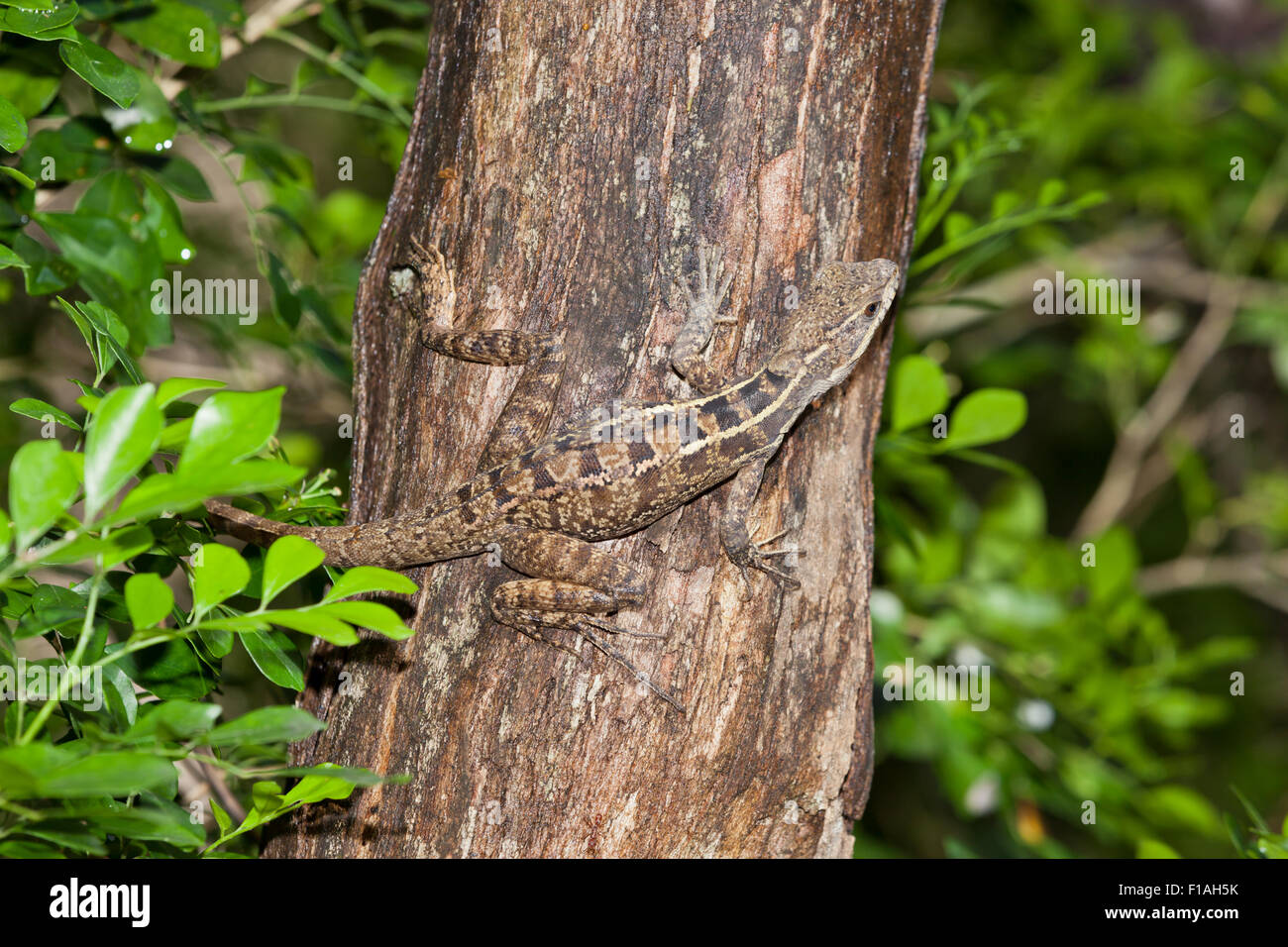 A brown patterned lizard blends in with the colors of a tree trunk that he is climbing up with his long sharp claws. Stock Photo