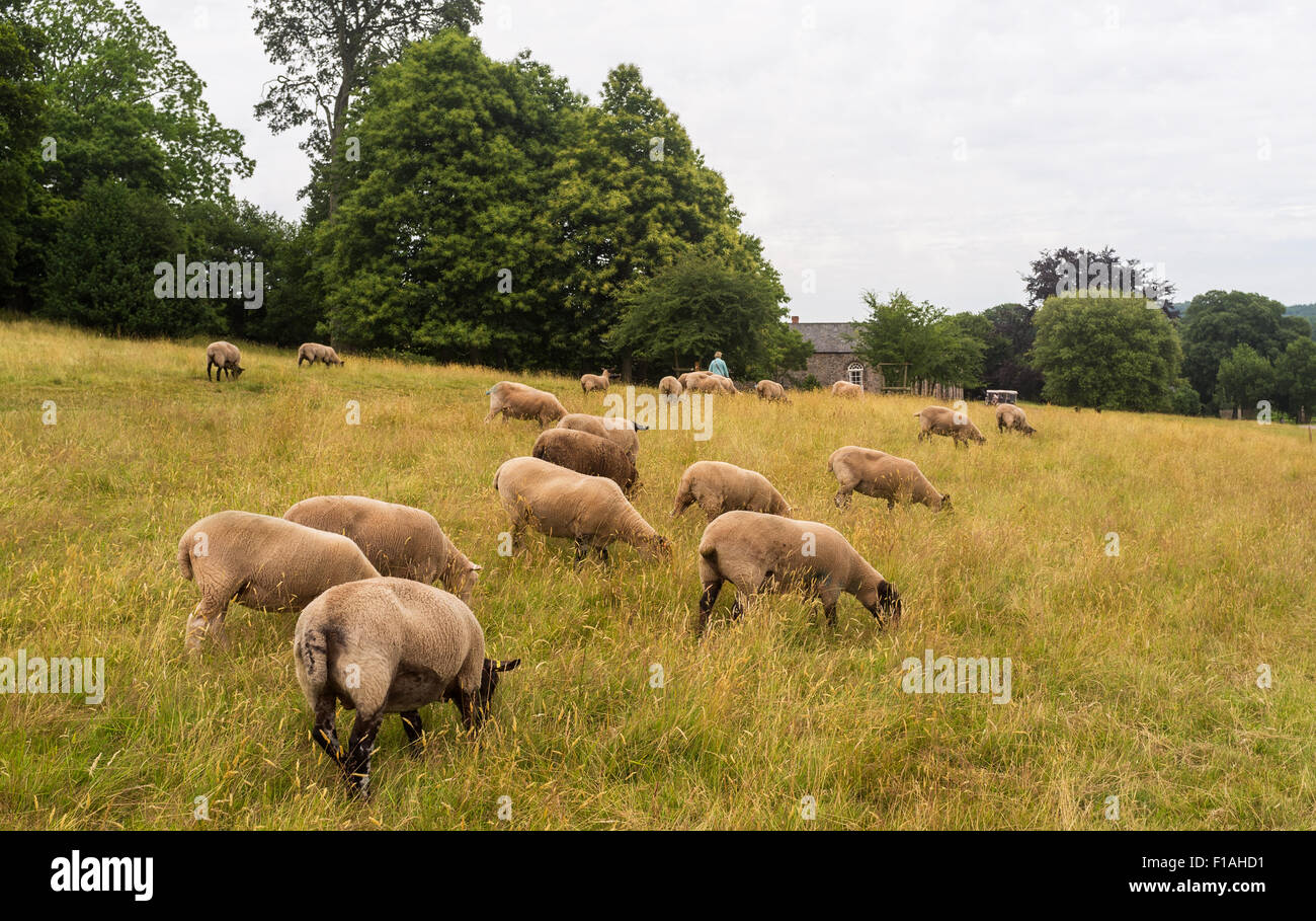 Grazing sheep at Killerton, Devon. Stock Photo