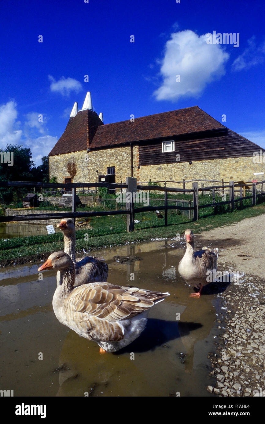 Geese paddling in a puddle beside a kentish Oast House at Kent Life museum. Cobtree. Sandling. Kent. England. UK Stock Photo