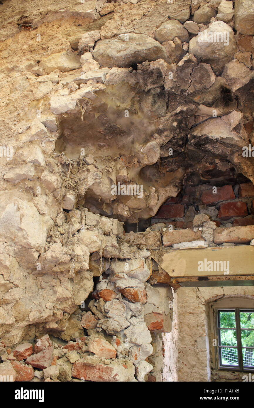 dry rot fungus growing on old wall ( Serpula lacrymans Stock Photo Alamy