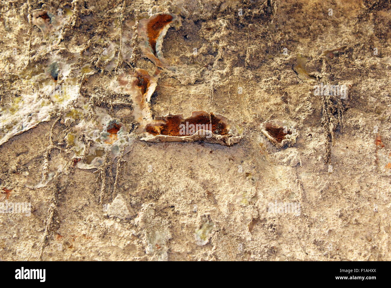 serpula lacrymans fungus, the dangerous dry rot growing on an old wall Stock Photo Alamy