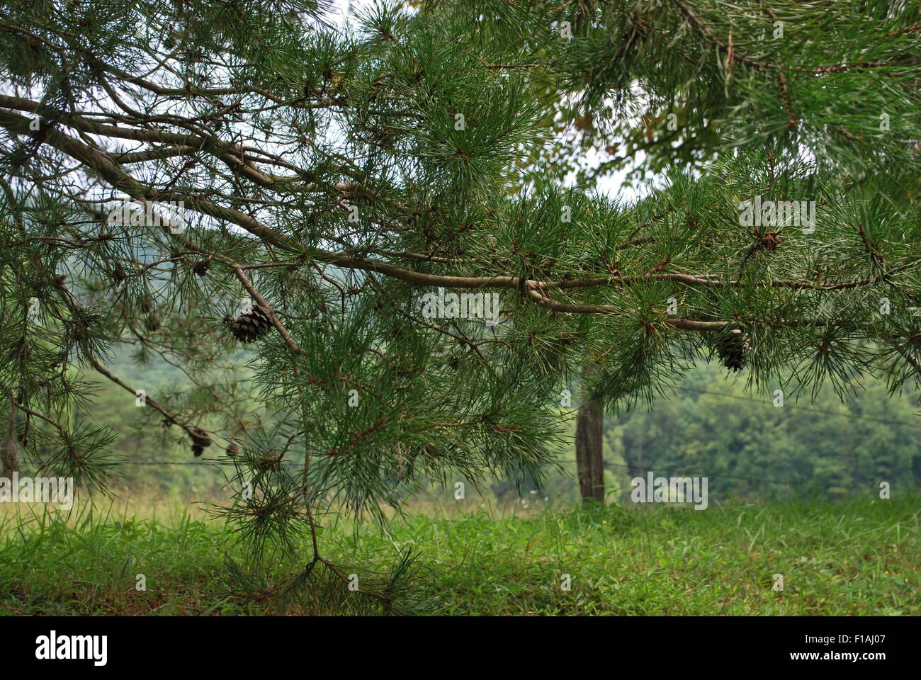 A closeup of a pine tree branch with pine cones Stock Photo - Alamy