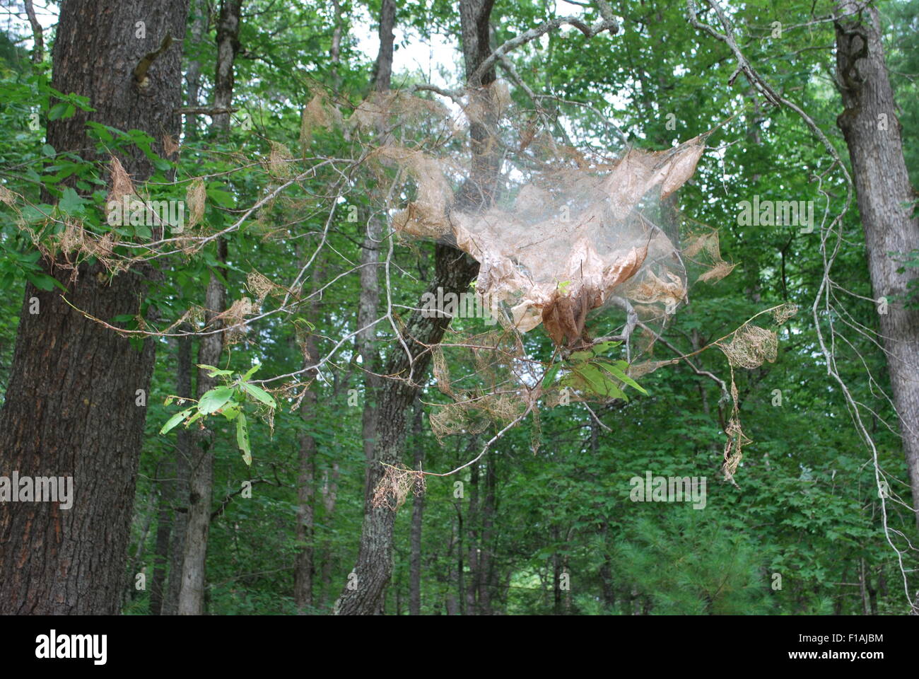 A large spider web in a tree Stock Photo - Alamy