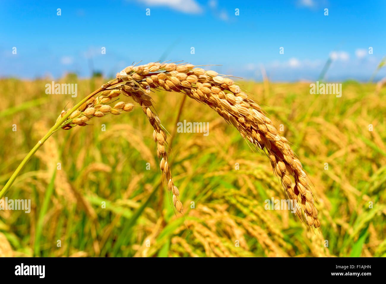 closeup of a rice plant in a paddy field in the Ebro Delta, in Catalonia, Spain Stock Photo