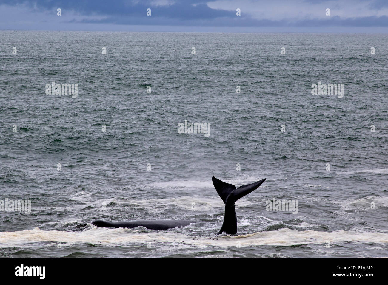 Humpback whale tail slapping hi-res stock photography and images - Alamy