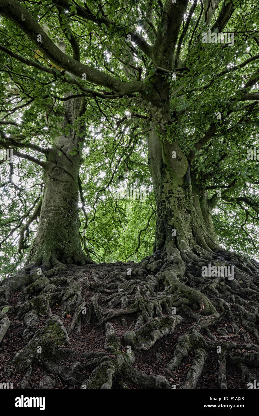 Exposed tree roots of Beech trees on a bank of the henge at Avebury Neolithic stone circle and henge monument, Wiltshire, UK Stock Photo