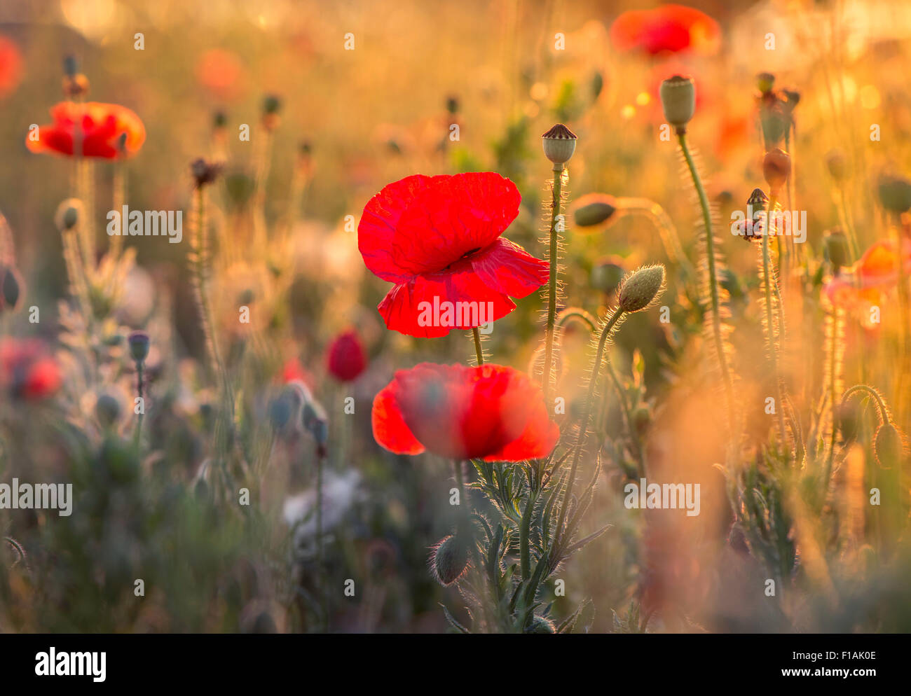 Poppy image hi-res stock photography and images - Alamy
