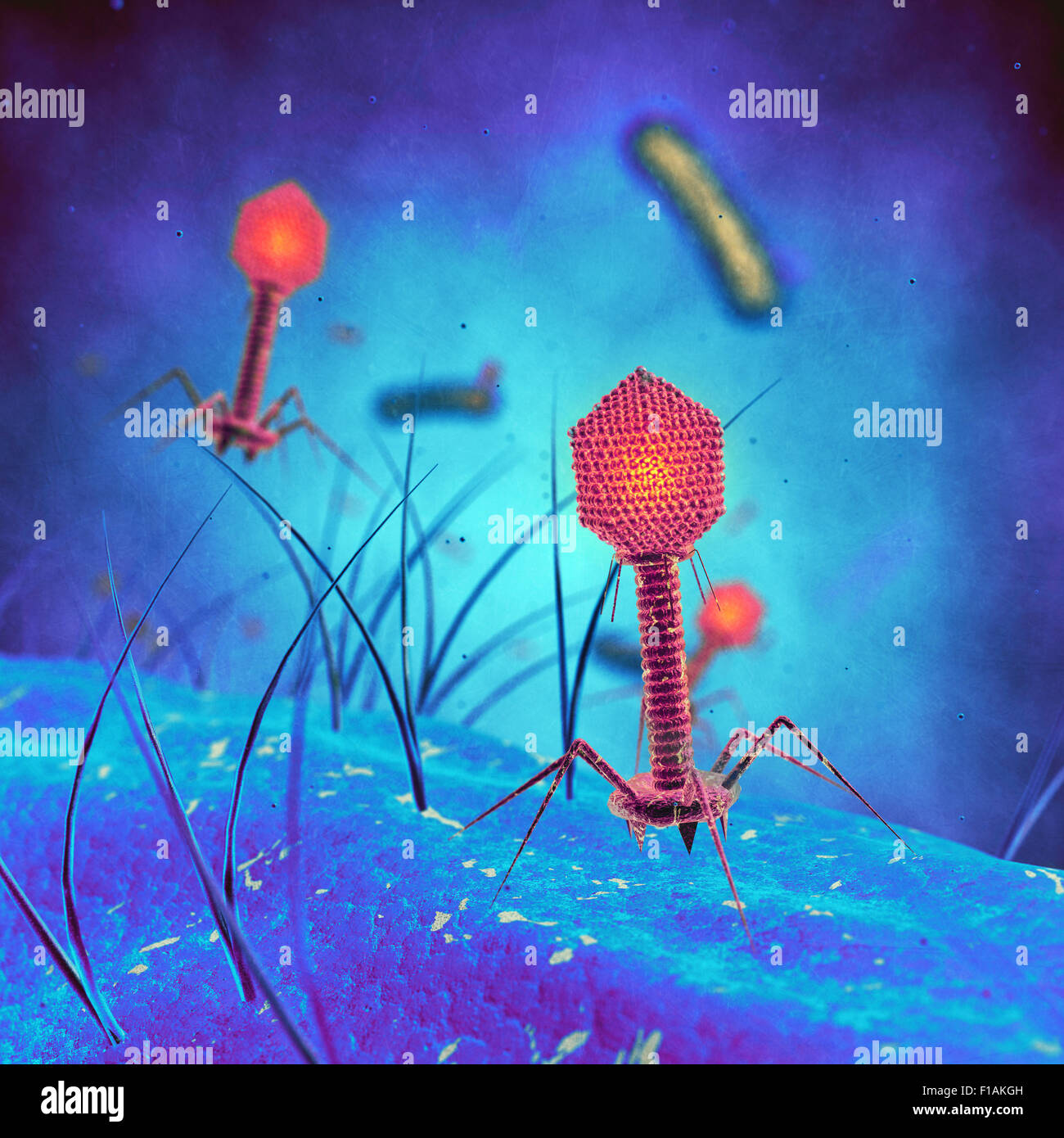 Bacteriophage viruses infecting bacterial cells Stock Photo