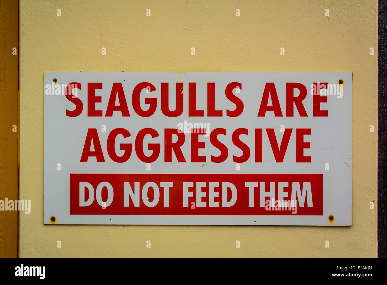 Seagulls are aggressive sign Stock Photo