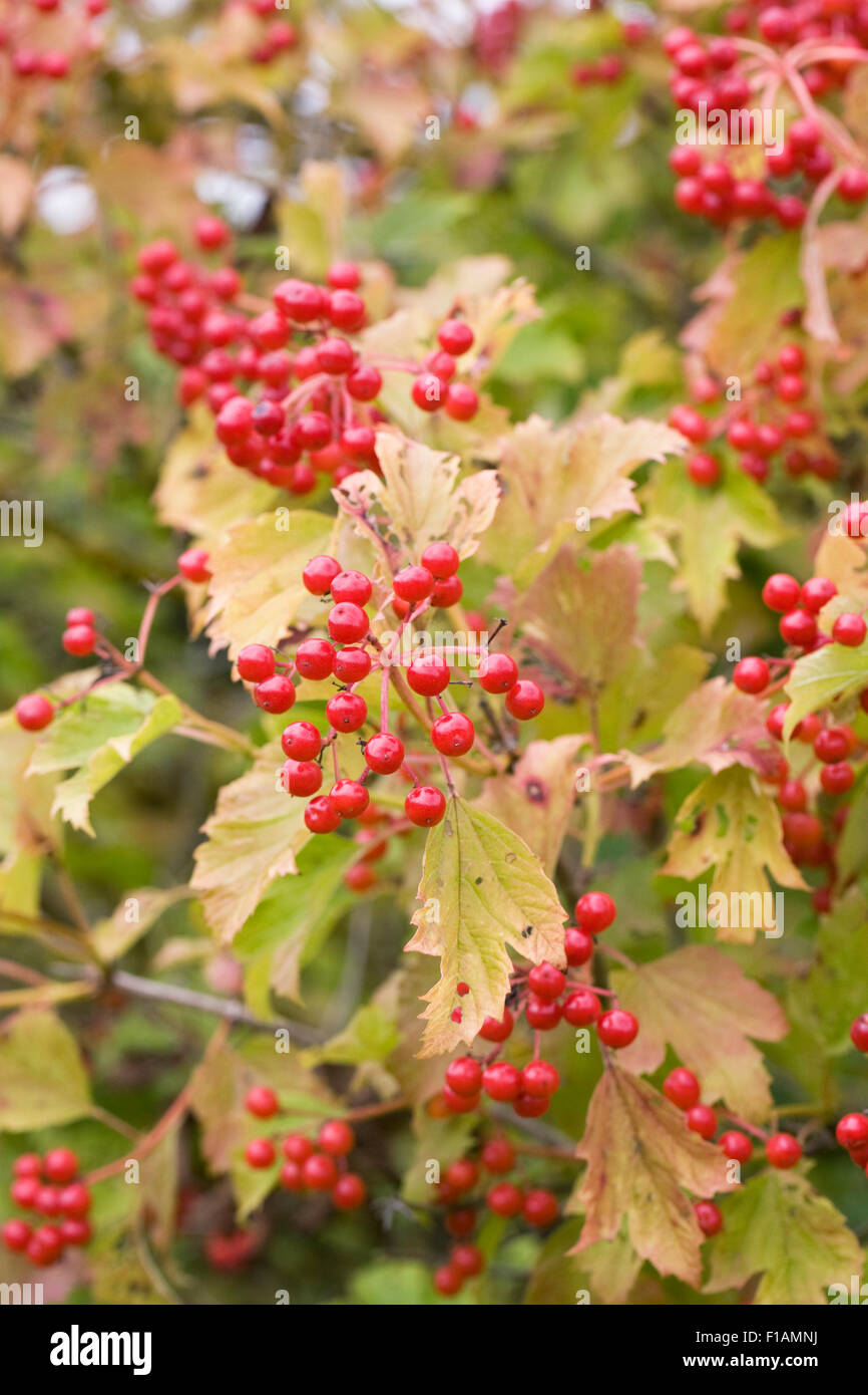 Viburnum opulus berries. Guelder rose in late summer. Stock Photo