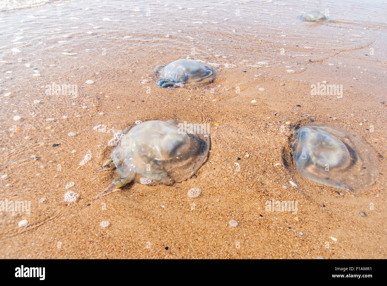 Large jellyfish lies on the shore of a beach Stock Photo Alamy