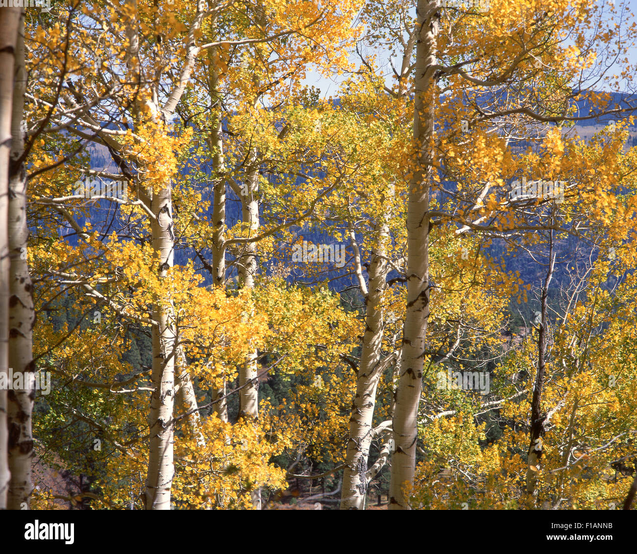 Aspens Stock Photo