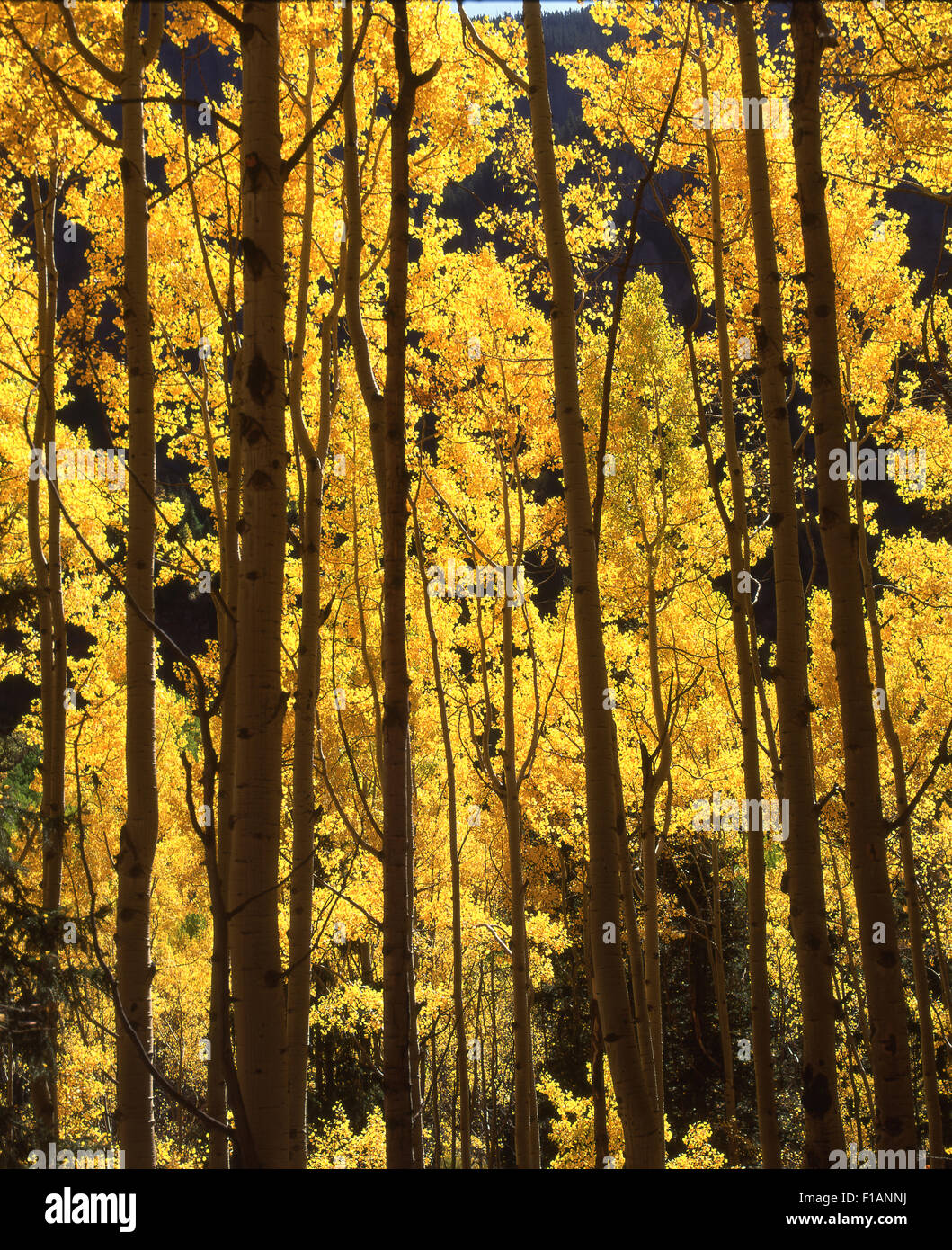Aspens Stock Photo