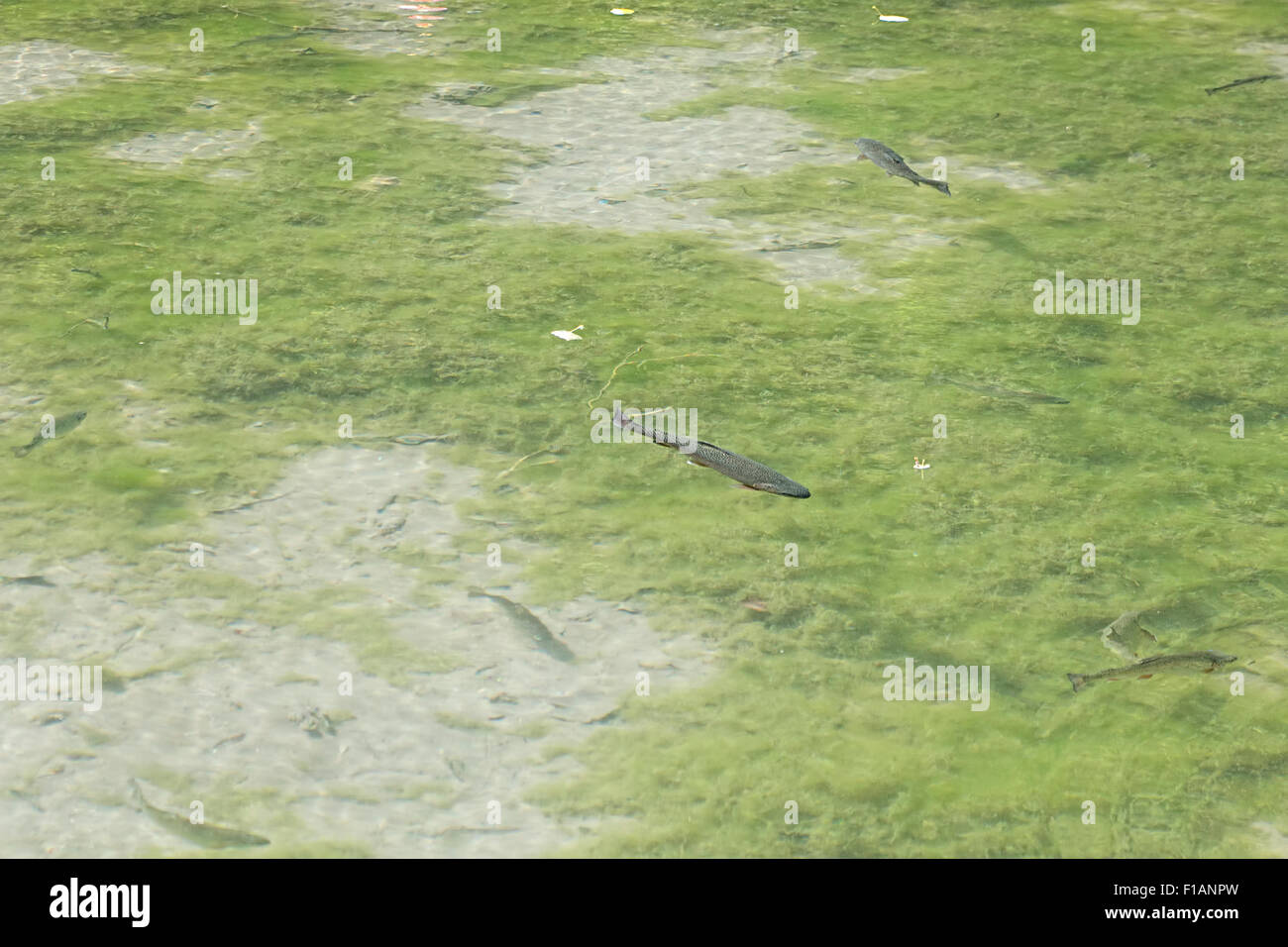 Fish, trout, swimming in clean mountain pond. Stock Photo