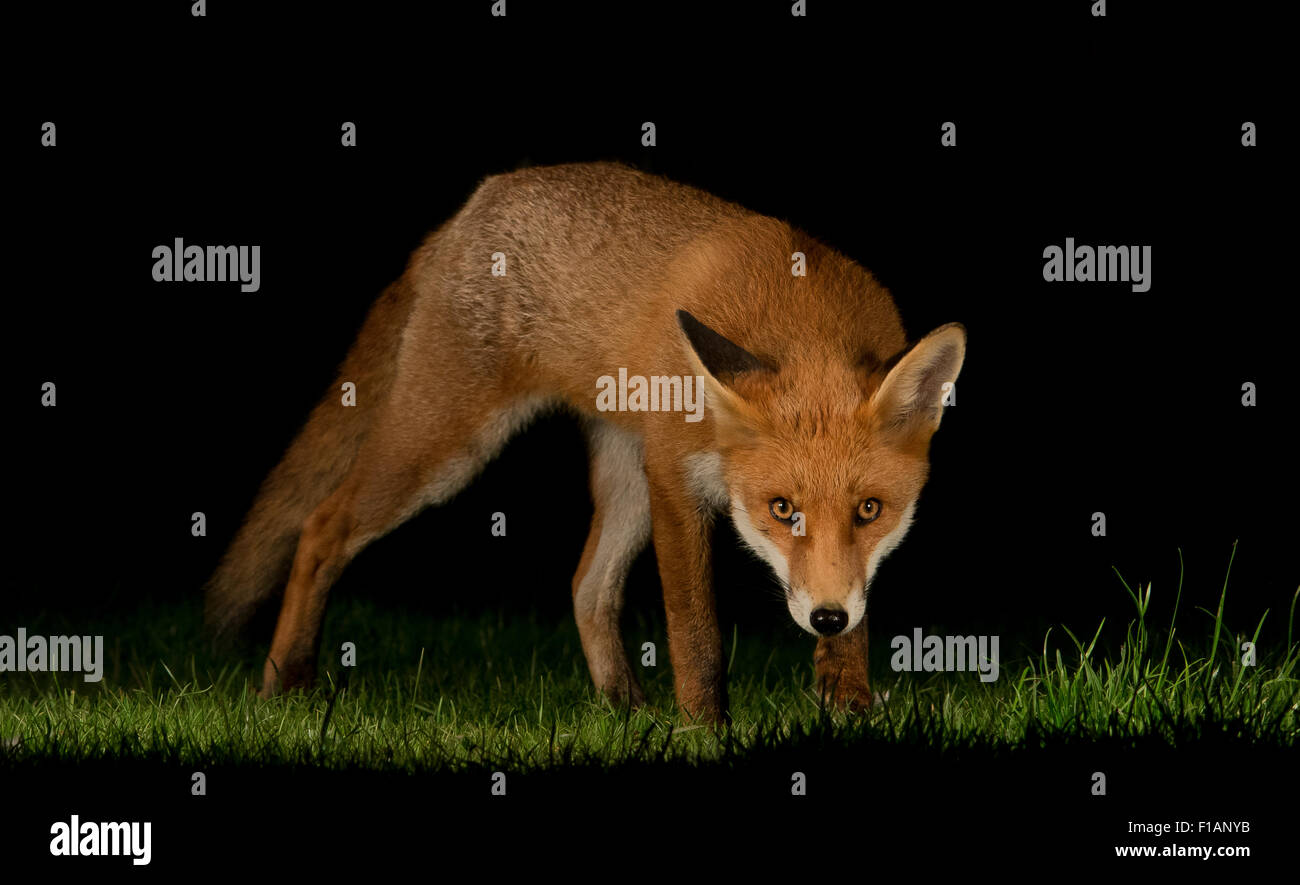 Urban fox in the night Stock Photo