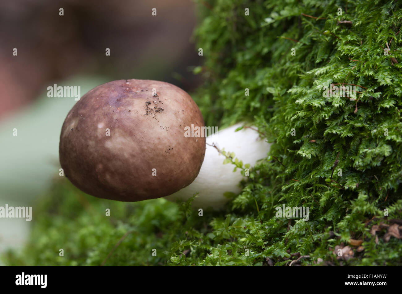 Russula mushroom on an old stump Stock Photo