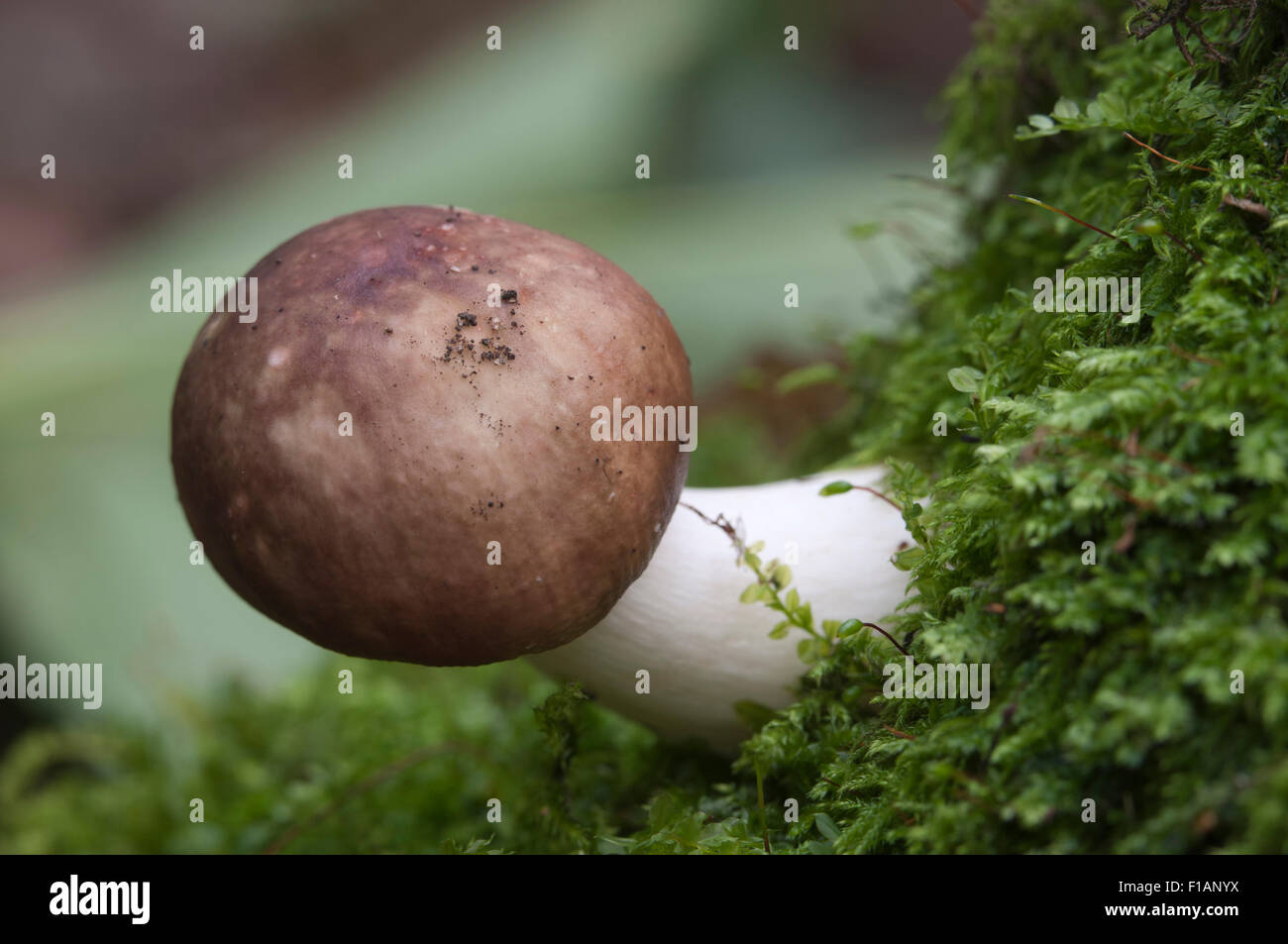 Russula mushrooms on an old stump Stock Photo