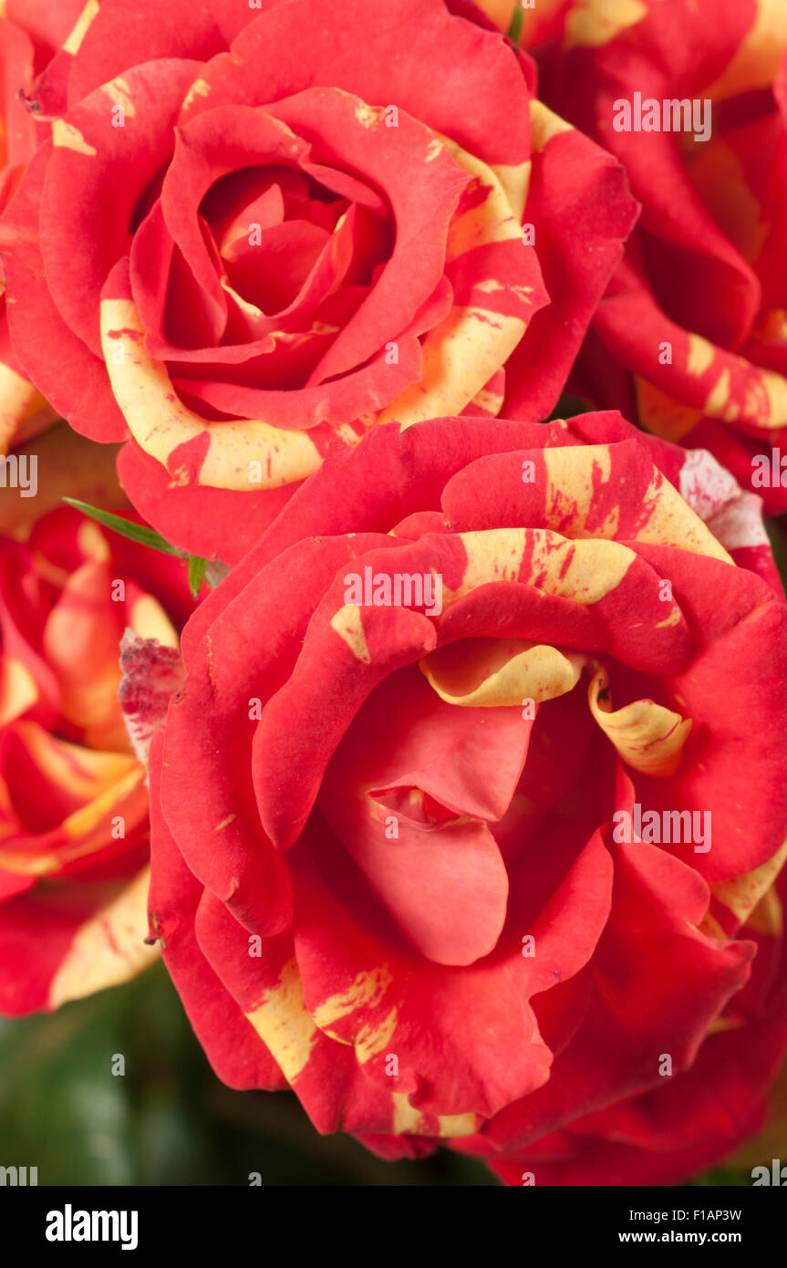 Rose flowers close up shot local focus Stock Photo - Alamy