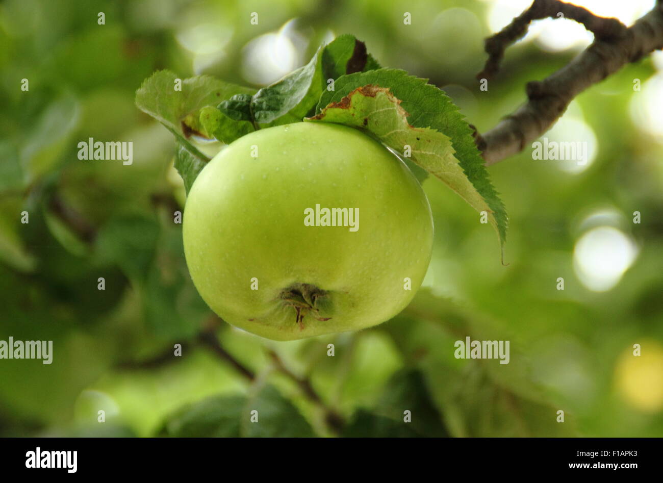 Bramley apple tree first hi-res stock photography and images - Alamy