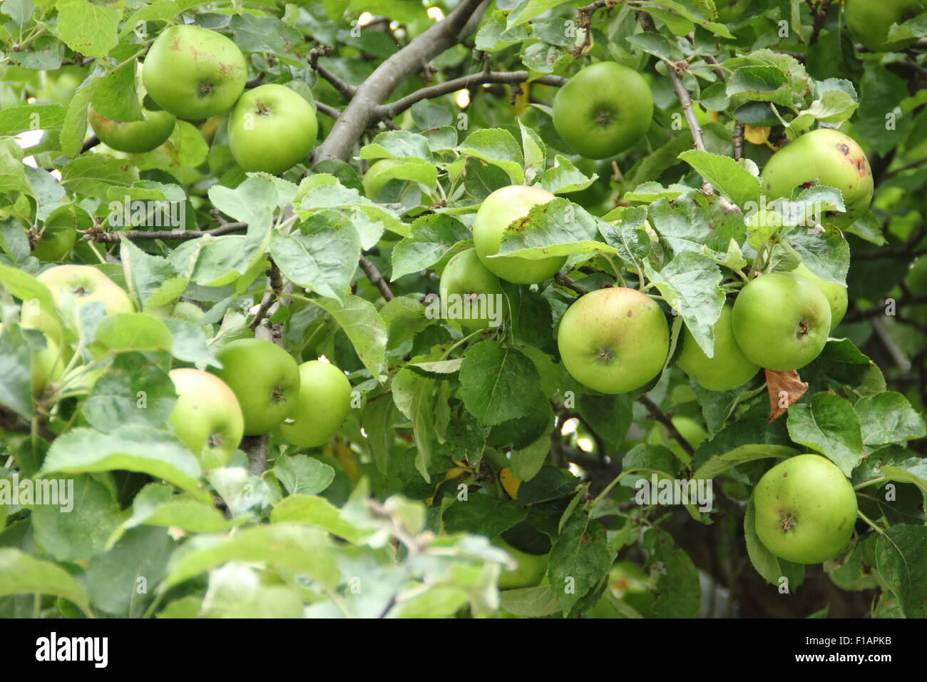 Bramley apple tree branch hi-res stock photography and images - Alamy