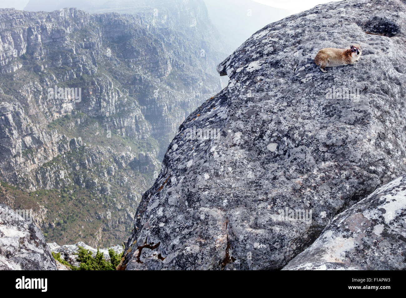 Cape Town South Africa,Table Mountain National Park,nature reserve,top,rock hyrax,Procavia capensis,cliff,SAfri150312117 Stock Photo
